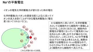 平衡電位 [upl. by Alvin]