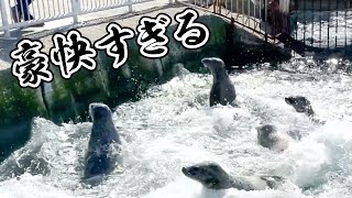 魁アザラシ高校【おたる水族館】 [upl. by Adne]