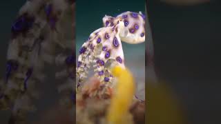 The Southern Blue Ringed Octopus natgeowild facts octopus [upl. by Rangel]