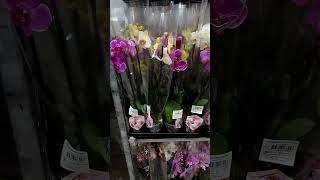 Orhidee short flowers flower florist garden plants gardenplant flora floral up [upl. by Heins]