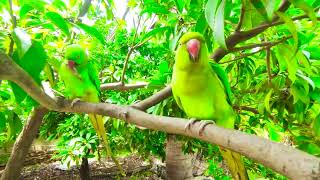 Sweet Song Of My Parrot  Desi Love Parrot [upl. by Mosby]