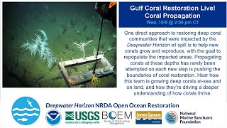 Gulf Coral Restoration Live Coral Propagation [upl. by Anauqat]