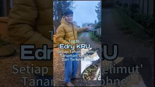 Tugas Edry Setiap Tahun Selimut Tanaman Daphne Di Laman Rumah Dari Terkena Salji [upl. by Orten]