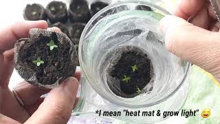 Germinating Lisianthus seed without heat mat amp grow light [upl. by Yenahteb]