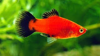 Platy Fish Care Guide Amazing Beginner Fish [upl. by Vandervelde]