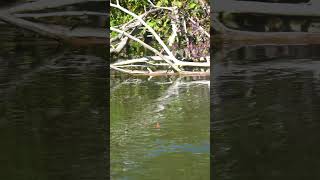 Giant Fish Tiny River Salmon Fishing fishing bigsalmon floatfishing bobberdown salmonriver [upl. by Irved259]