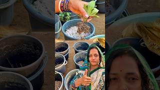 ପ୍ଲାଷ୍ଟିକ ବାଲଟି ରେ କିପରି ଗଛ ଲଗାଇବା 🪴grow plant gardening viral tips subhasinigarden [upl. by Maryanne673]