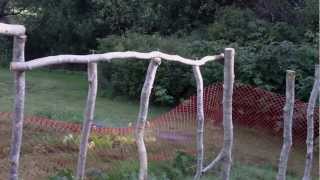 Building a climbing bean pole fence trellis  Green Beans [upl. by Nell]