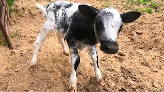 The Exciting Moments On A Dairy Farm [upl. by Anitnelav]