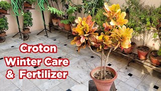 क्रोटोन को मरने से बचाओ  How to save croton  Croton plant care tips [upl. by Essenaj]