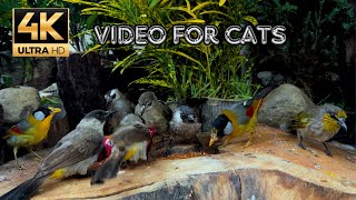 NO ADS Cat TV for Cats to Watch 😺 Hopping Birds and Squirrels 24 Hour 4K [upl. by Yeoj747]