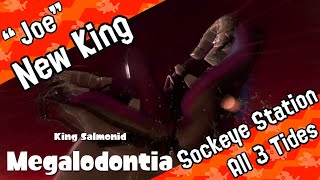 New King Megalodontia Joe on all 3 Tides on Sockeye Station  Tips [upl. by Odnanref]