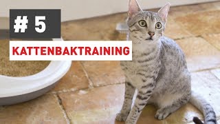 Hoe leer ik mijn kat zijn kattenbak gebruiken [upl. by Pelaga]