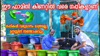 കുഞ്ഞൻ ഗപ്പികളുടെ കുഞ്ഞു ഗപ്പി ഫാം  Guppy Fish Farm Malappuram [upl. by Bart]