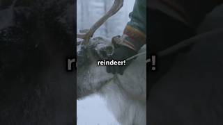 Sámi Reindeer Culture A Heritage of the North SámiCulture ReindeerHerding Lapland Scandinavia [upl. by Ultann]