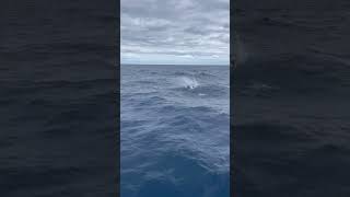 Second sailfish of the day contenderboats contender boats fishing sailfish saltwaterfishing [upl. by Calypso]