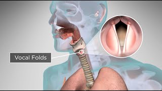 How Does the Human Body Produce Voice and Speech [upl. by Osterhus72]