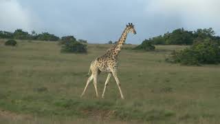 Amakhala Game Reserve Giraffes Majestic Stroll and Sprint [upl. by Demetris397]