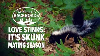 Skunk mating season signals the start of an annual nightmare for homeowners [upl. by Aziaf]