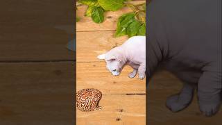 quotSphynx Cat vs Frog – Who Will Win the Showdownquot cat shorts [upl. by Alysoun]