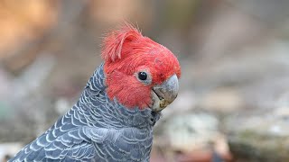 Cockatoos of Australia [upl. by Ttennaj]