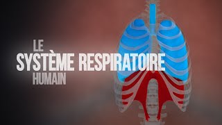 Comment fonctionne le système respiratoire humain  Animation [upl. by Aljan895]