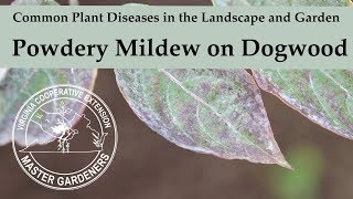 Powdery Mildew on Dogwood  Common Plant Diseases in the Landscape and Garden [upl. by Glogau]