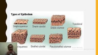 هيستولوجي ايبيثيليوم histologie en arab épithélium [upl. by Lampert]