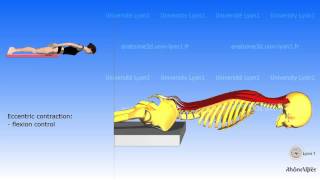 The posterior muscles of the trunk  their roles [upl. by Yllah]