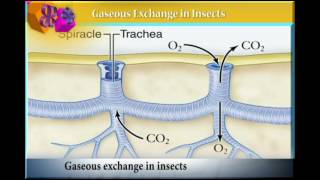 GASEOUS exchange in INSECTS [upl. by Francene]