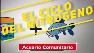 El ciclo del nitrogeno en un acuario [upl. by Lotta]