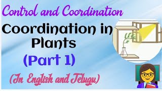 Coordination in plants part 1 controlandcoordination apnewsyllabus cbsescience phototropism [upl. by Dove855]