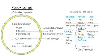 Peroxisome Zellweger syndrome Refsum disease Xlinked adrenoleukodystrophy pathology【USMLE】 [upl. by Bambie221]