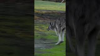 The Incredible Jumping Power of Kangaroos Exploring Australias National Symbol [upl. by Klemperer509]