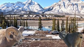 Alberta Rockies Camping March 2024 Chinook [upl. by Agathe]