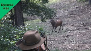 20 Meter am Hirsch  Jagd id Hirschbrunft  Jagdfilm Woodwalker 2022  ep 39 [upl. by Adnoel578]