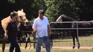 White Dogwood Farm amp Stables in New Salem NC [upl. by Ocirederf702]