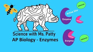 Enzymes  AP Biology Unit 3 [upl. by Kyred]