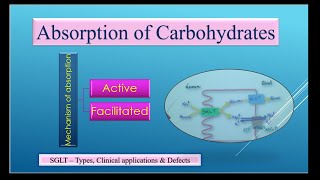 Absorption of Carbohydrates [upl. by Alemac]