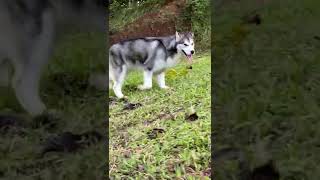 Alaskan Malamute Benigna Bergdora Queen Of CoRa Zygon’s Daughter  16 Months Age🤣👍❤️ [upl. by Salahi]