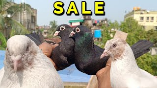 DIPAK DA PIGEON FOR SALE TODAY MADRASI amp GIRIBAJ [upl. by Ahsirtak]