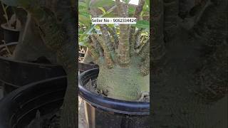 arabicum plant big collection online sell at low price wholesale nursery kolkata [upl. by Ellenwahs]