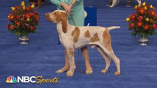 National Dog Show 2022 Sporting Group Full Judging  NBC Sports [upl. by Melisenda]