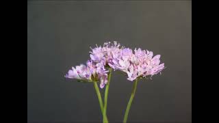 Scabiosa atropurpurea 1 [upl. by Craig]