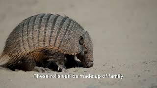 Armadillo The Armor Clad Mammal [upl. by Kistner]