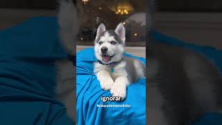 Husky siberiano o escandaloso 🐕‍🦺 [upl. by God157]