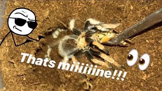 FEEDING my TARANTULAS these ANNOYING CRICKETS   Thats MINE [upl. by Auqinet]