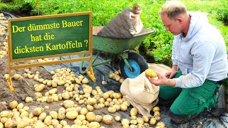 Garten im Juli  Frühkartoffel Solist [upl. by Ahtnamys]