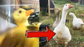 From Egg to Goose in 6 Minutes TIMELAPSE [upl. by Oag]