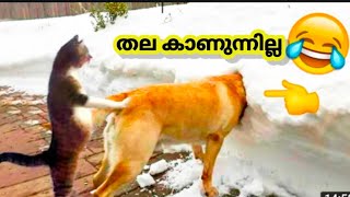 ANIMALS FUN DUB MALAYALAM 💥😂  35 [upl. by Arac939]